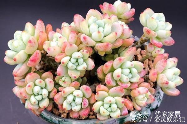 品种|以胖为美的12款漂亮多肉,很多都是大普货,喜欢养多肉的你养了吗