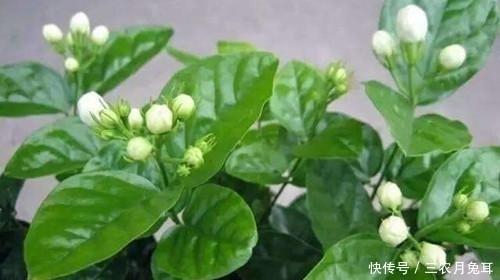 茉莉花怎么养 茉莉花的养殖方法和注意事项