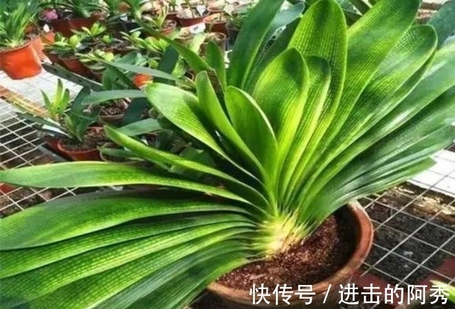 20种“坑人花”,真的很难养,没有三五年的养花经验,别入坑