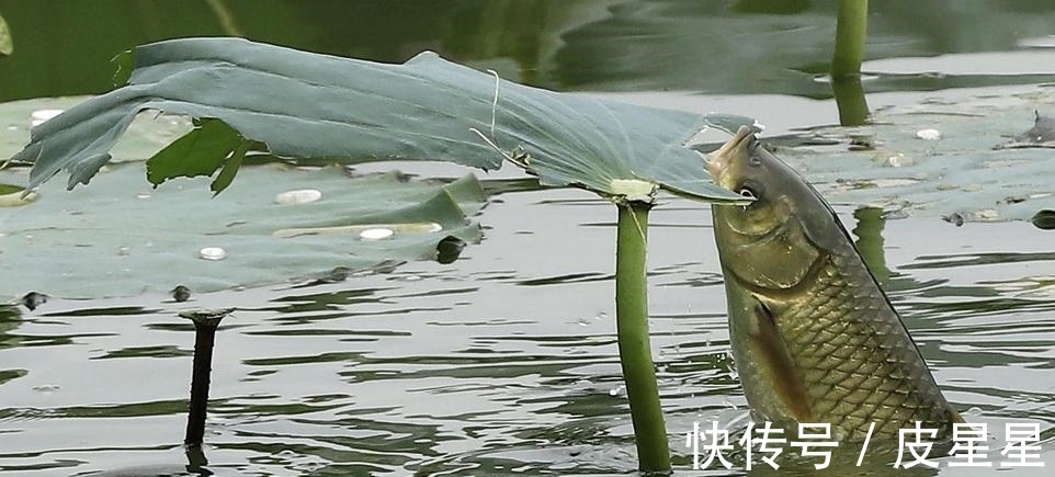 西湖@苏轼八首经典的山水风景诗词，意境优美，比喻奇特，理趣横生