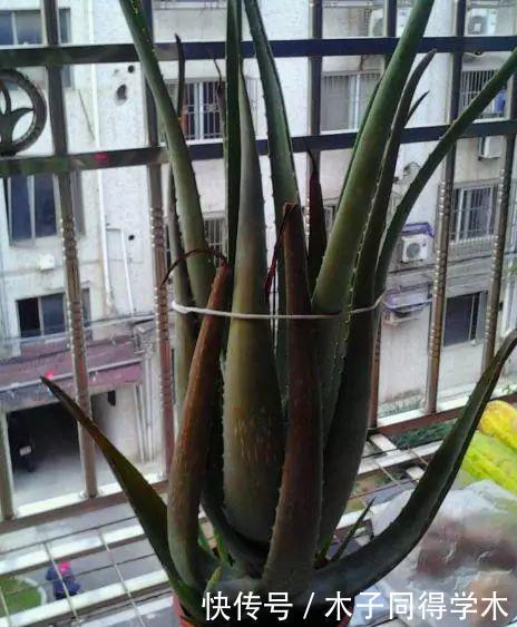 聪明人最爱养的“2种花”,家人健康更长寿!