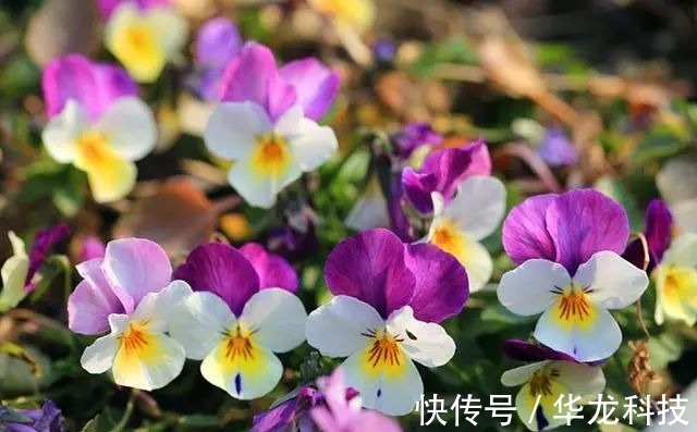 夫妻花|喜欢菊花,不如养盆夫妻花,色泽艳丽,美爆了