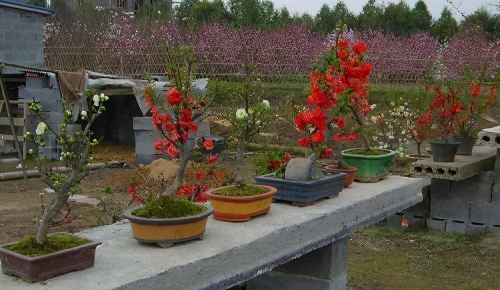 温差|天气温差变化大,就养这种花卉,耐寒又耐旱,只要浇点水就能活