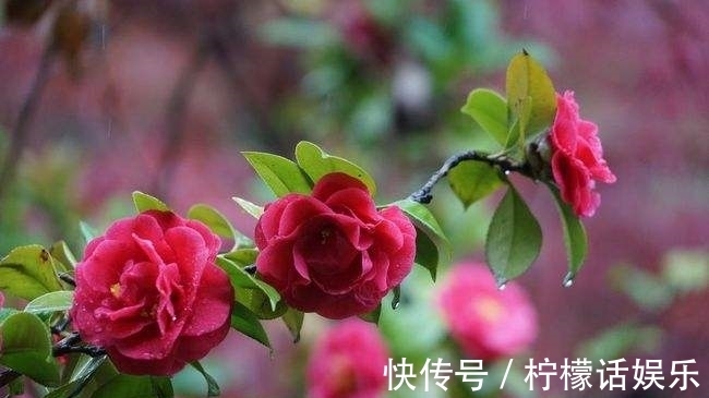 小寒#三首宋诗,三候小寒花信风,三个不同的启示。