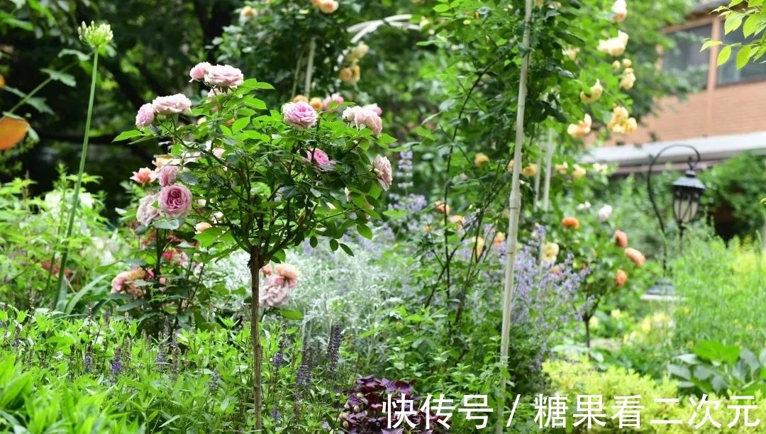 王俐|服装设计师兼花园设计师,裁剪最美的花园时光