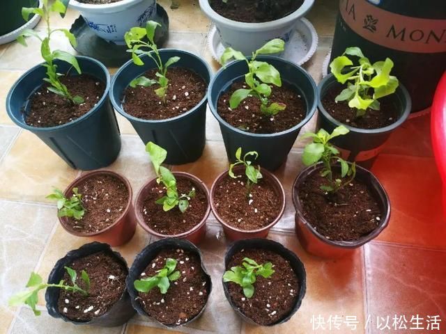 6月，最适合扦插的花，一插就活，大白根冒疯了