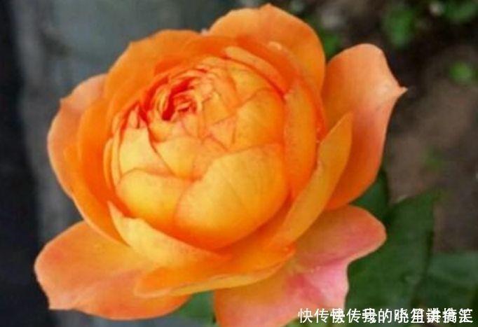 漂亮|几款艳丽的花卉,漂亮又好闻,花开爆盆美如花,枝头窜满花苞,美