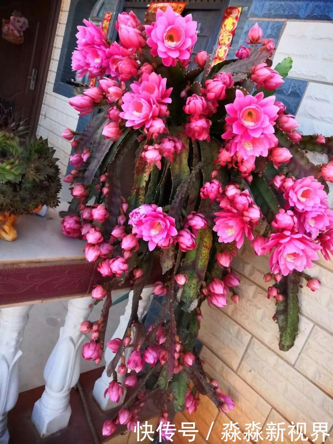 荷花|大爷养的“荷花”,窜的房顶高,垂下来变成花瀑布!