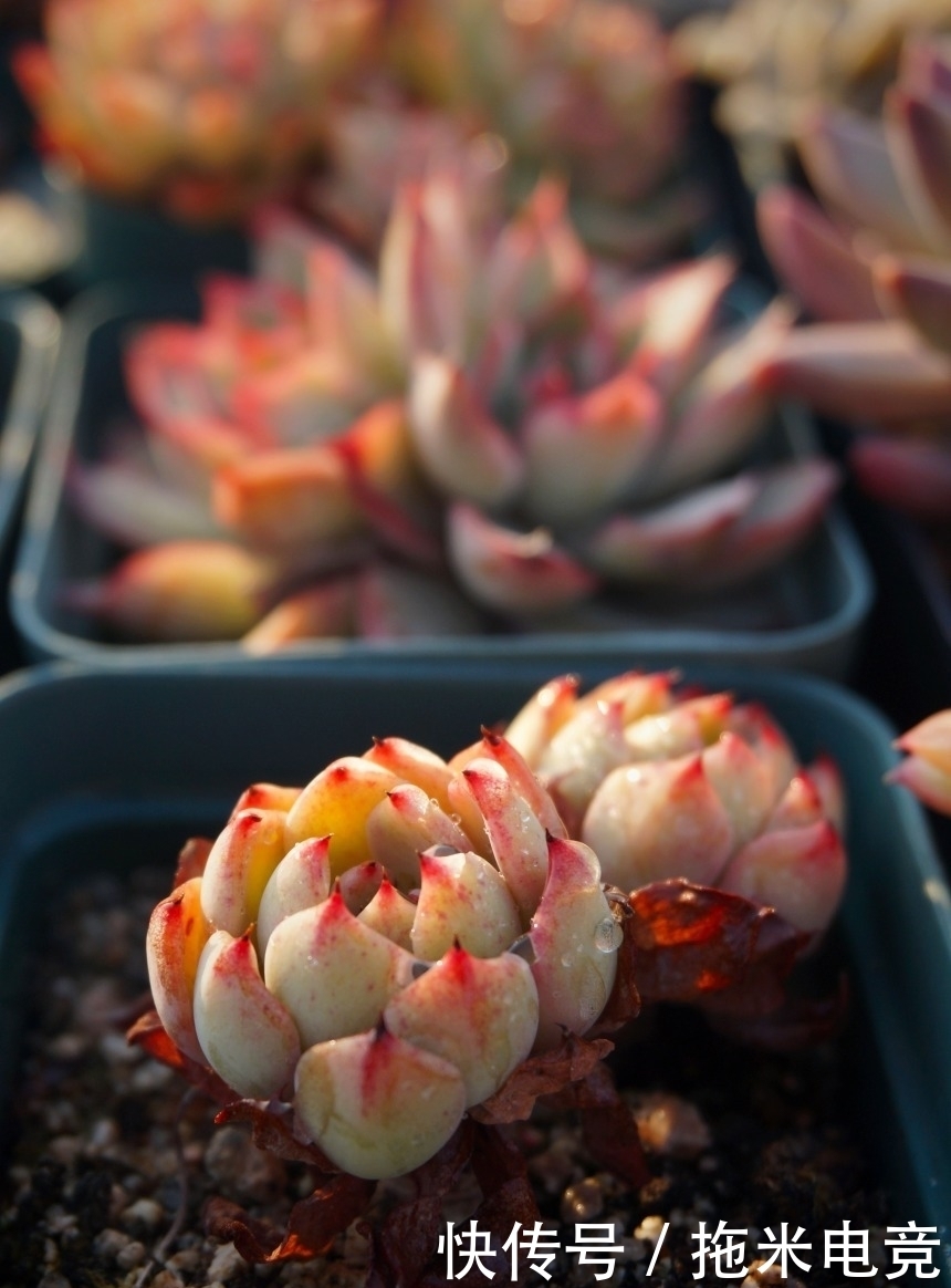 春天，去天台赏肉