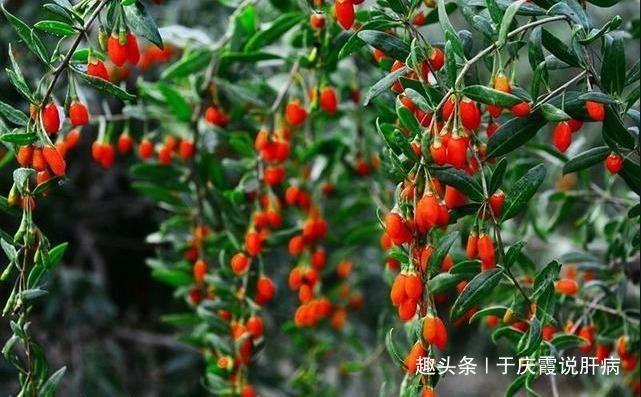 效果|不要再对枸杞念念不忘,每天一点它,效果更胜枸杞,肝会感激你