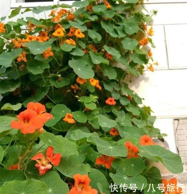 这花,叶形优美,花朵靓,开花也能爬满墙