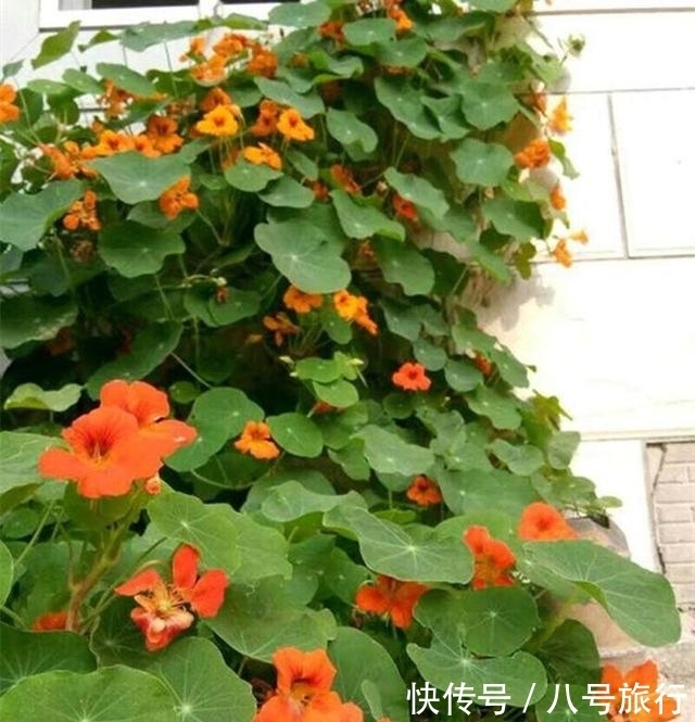 这花，叶形优美，花朵靓，开花也能爬满墙