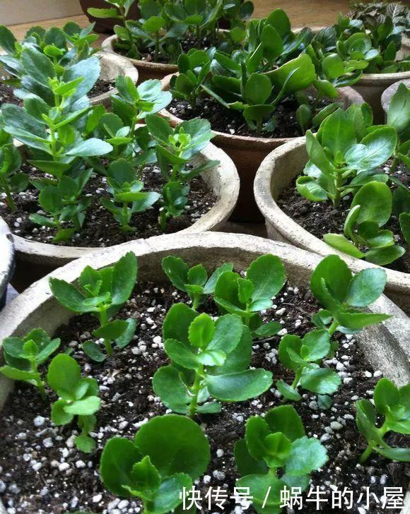 扦插长寿花?掌握4点,插一盆爆一盆,满阳台全是花