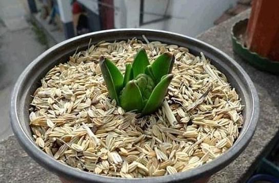 君子兰,两种“零食”喂下去,叶肥花多,爆满盆