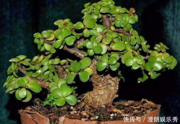 金枝玉叶|养这4种花太省心，丢阳台不管，就能轻松长爆盆，想养死都难