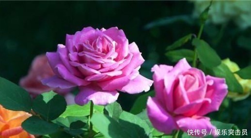 修剪方法|月季小苗冬剪别舍不得