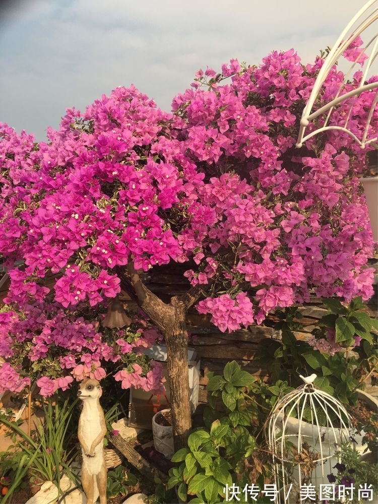 花草|历时一年，在31楼打造300㎡“屋顶花园”，如今美成了仙境