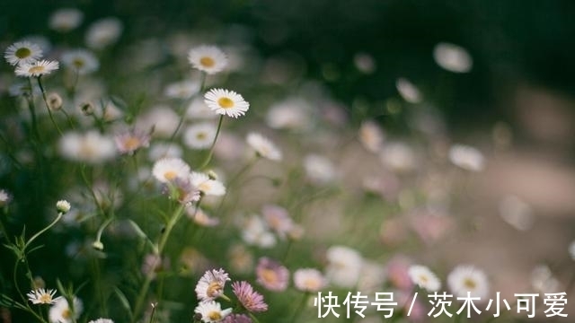 从7月26日开始，对于前任，想念不断，重拾旧情，你是白月光