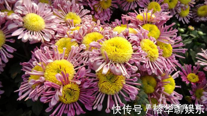 印象|喜欢养菊花,那就养“欧洲小米菊”花洒印象,花团锦簇,花枝招展