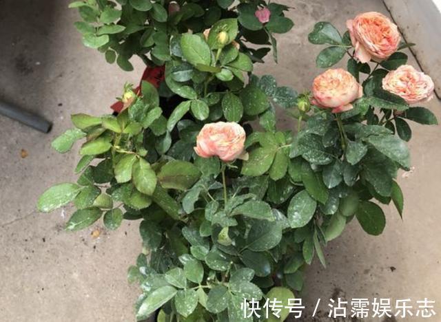 天后|月季花朵变小记得将“3步”做好，20天后花朵“拳头大”，漂亮