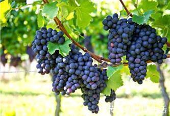 食物|高血压患者请记住，千万别吃这些食物，吃多了血压蹭蹭往上涨