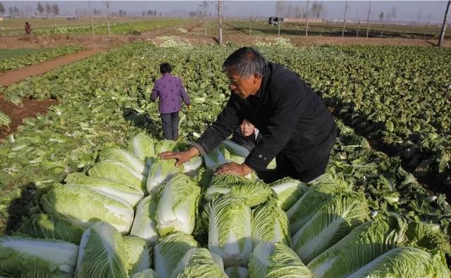 大白菜#“立冬萝卜，小雪菜”这句农谚是指的什么意思？