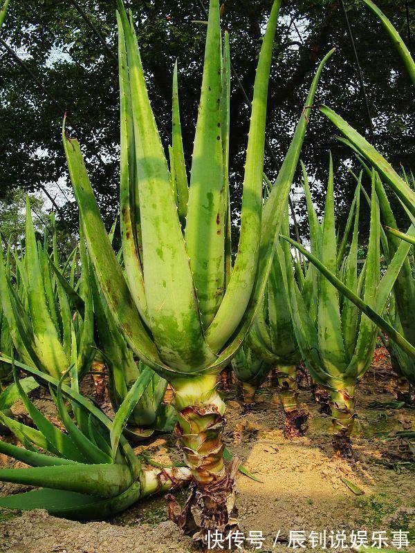 7种“富贵花”,客厅养一盆很合适,越养越值钱,能活一百年