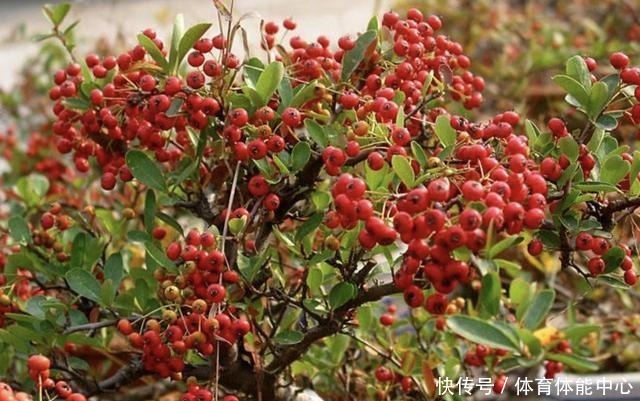 它长在山坡下,被称为“火棘”,枝条上有“红果子”,四季好看!