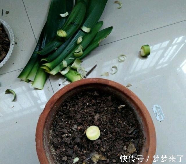  花箭|君子兰一个花箭“孤零零”？搞个小破坏，挤出壮观的“大群兰”