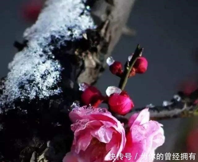 梅花落#冷门诗人刘著的唯一词作,仙气足情意浓,却道尽人生的无奈!