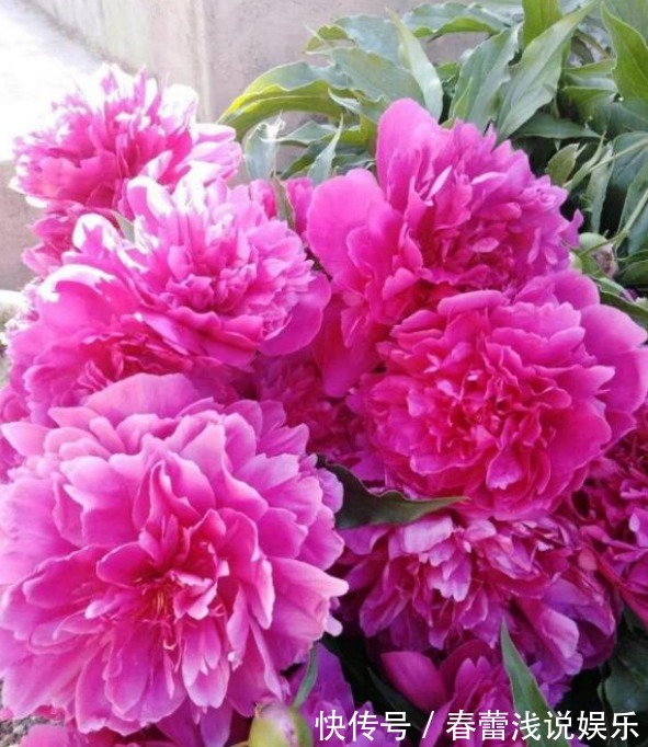 花型|最漂亮的“草本花卉”,花朵跟牡丹花一样漂亮,很值得养,别忽略