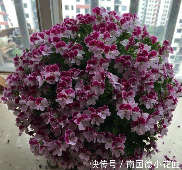 秋天|5种漂亮花，立秋之后快扦插，天凉快，生根快，成活多