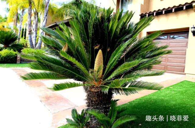 寓意|6种植物,花开富贵“好兆头”,能养开花是“高手”,你家有吗