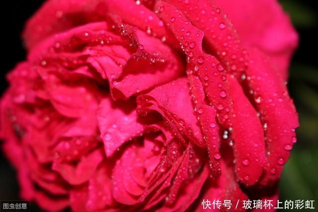 红色龙沙宝石月季花蕾打不开，这个原因很容易被花友忽视