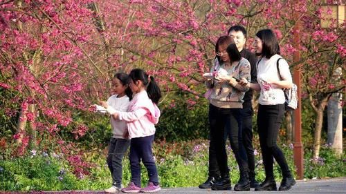 中年|早樱，迎春绽放……