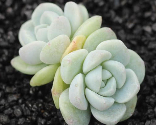 多肉冰玉怎么养教你3个盆栽的小妙招，养出最饱满红润的冰玉