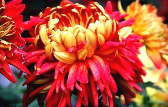 喜欢菊花,就养盆“菊中珍品”华清宫,似桃吐丹霞,亲切妖娆