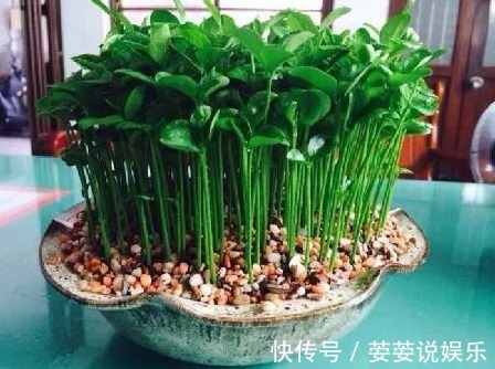 龙眼核|这几种常见水果吃完后核不要扔,不然亏大了,7天长成美丽盆栽