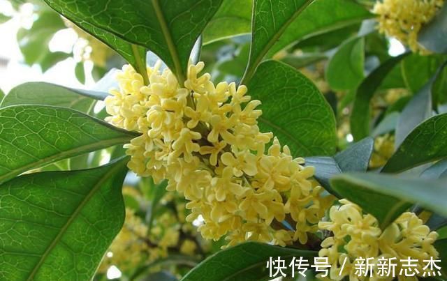 耐寒|夏天“最香”的花卉,比香水还好闻,四季花开,耐寒耐热还好养