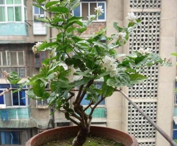 茉莉花|茉莉花如何扦插?教你4种扦插法,最快15天生根,掌握方法很重要