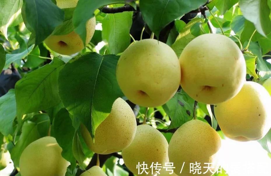 山药|秋天干燥多养生，多吃6种白色食物，少吃寒凉生冷食物，要懂得吃