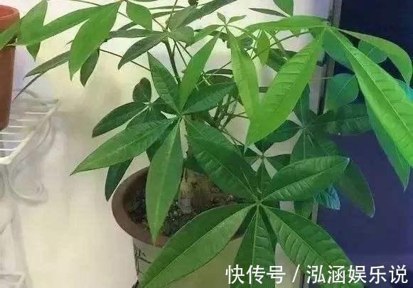 养花|养花老“生病”,巧用2个技能,不怕黄叶烂根,反而长爆盆!
