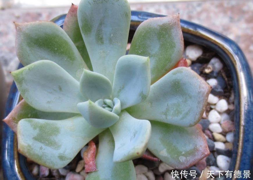元气大伤|天热多肉不长个该怎么办?多透气、不施肥,不行就只能换盆土