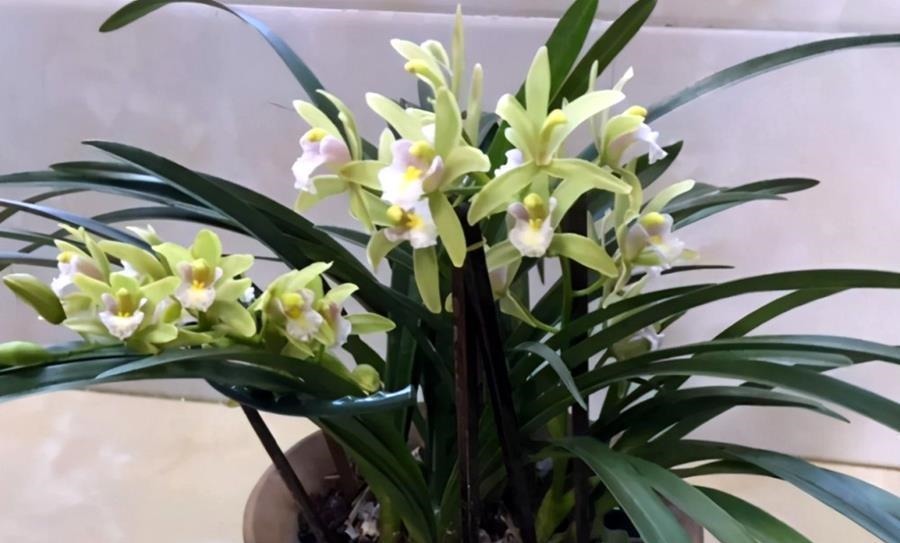 何时才是浇花的最佳时机,可从三大方面,来加以判断