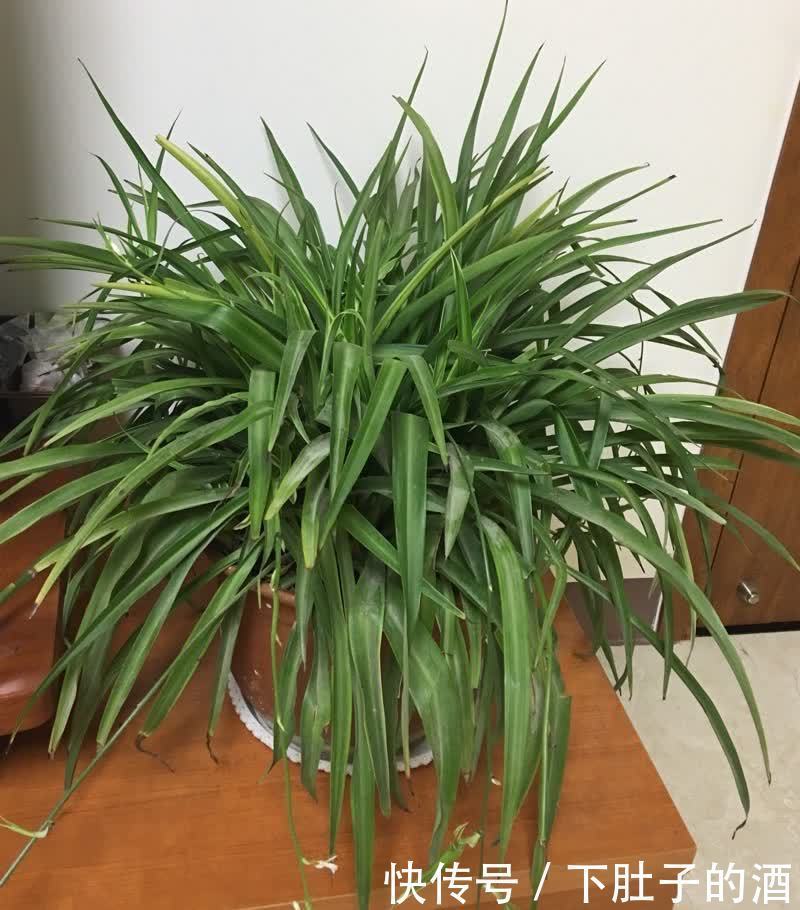 养好吊兰,有3招,叶子又多又大又绿,还有小吊兰