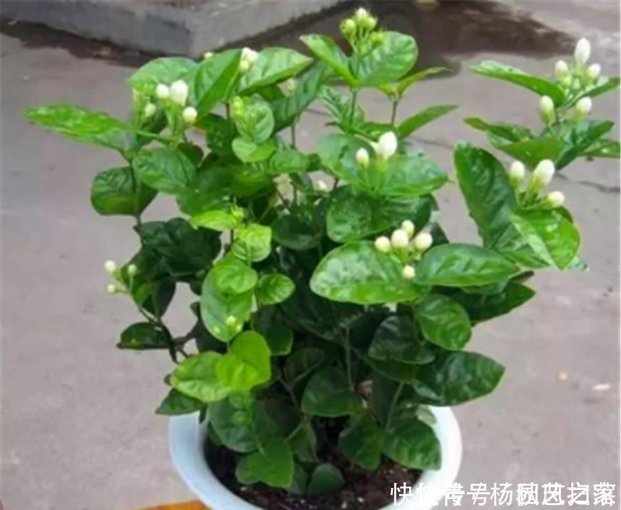 根系|冬天养茉莉花,做好“3个狠”,枝干健康根系壮,到了春天开爆盆