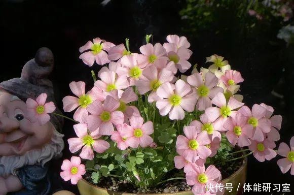 秋天的院子，养点喜欢的花，乐得自在！