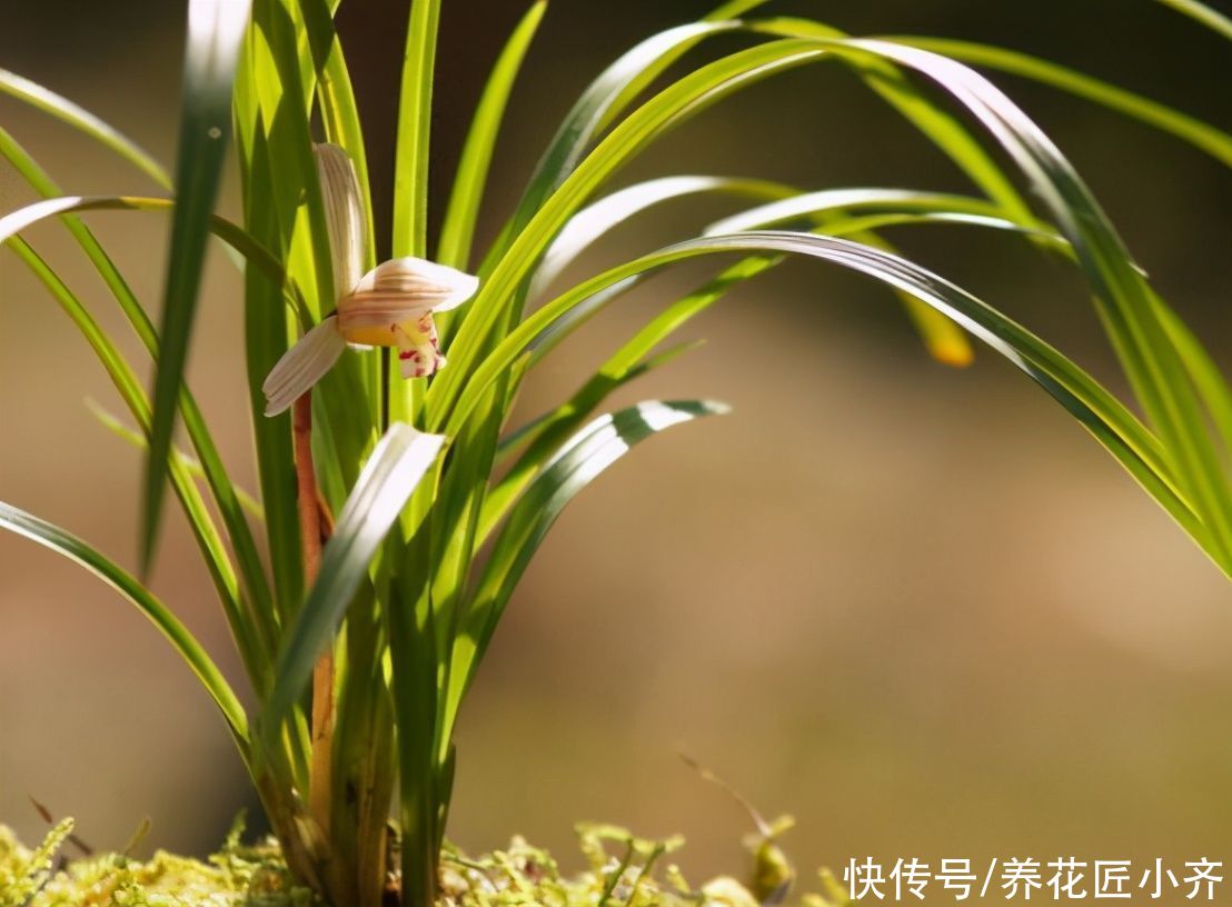 建兰一年能开花多次，关键是要做好4点，不然最后只能赏叶子