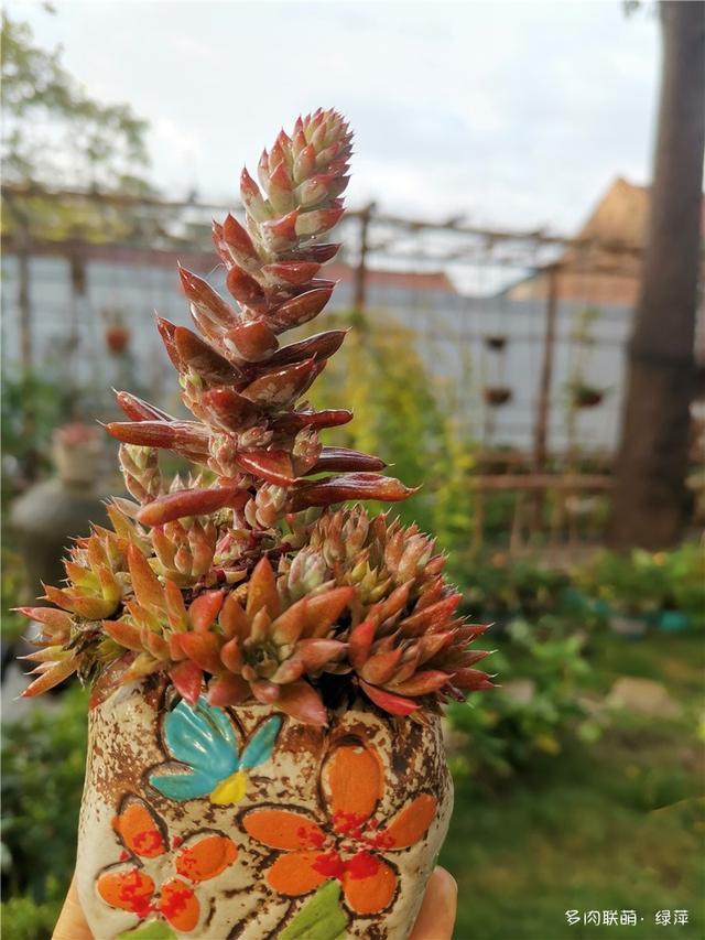 拈花一笑为红颜,无奈雨霾非吾恋