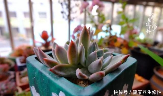 冬季,属于多肉的季节!养多肉的你喜欢冬天吗!